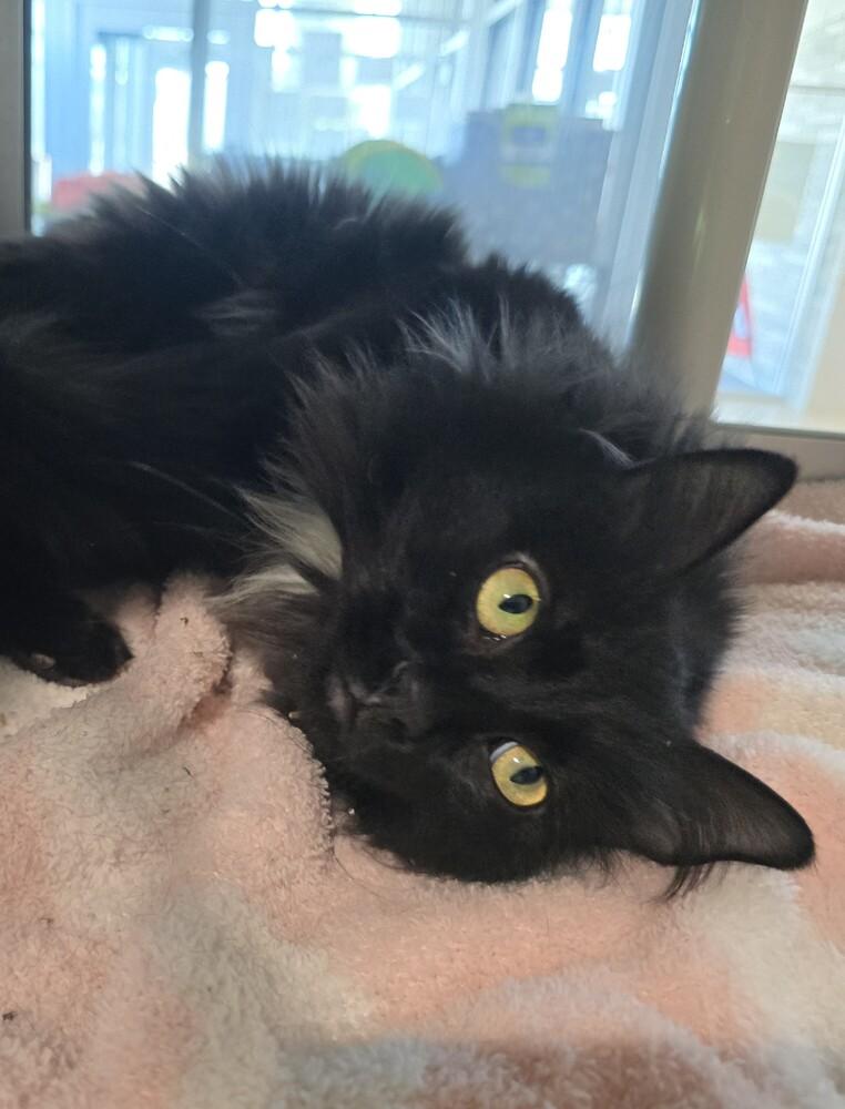 Enlarge Esmerelda, a Adoptable Domestic Long Hair in Wellington, KS image 1/3