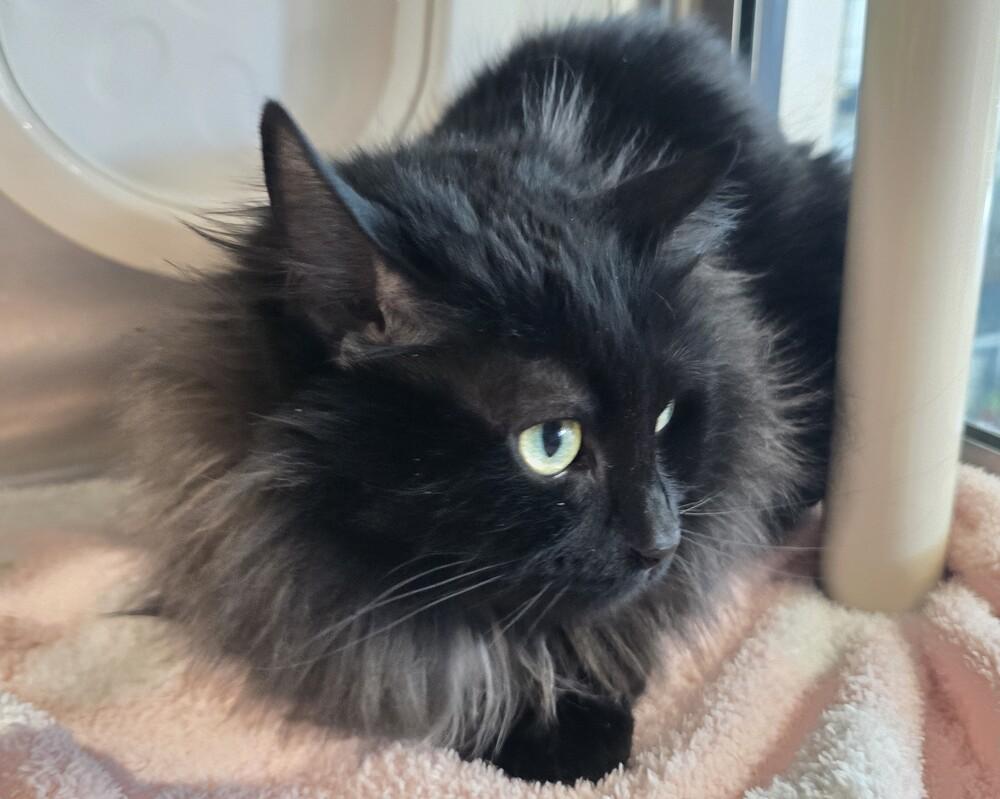 Enlarge Esmerelda, a Adoptable Domestic Long Hair in Wellington, KS image 2/3