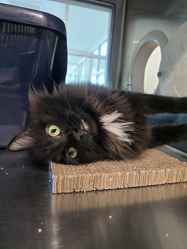 Enlarge Esmerelda, a Adoptable Domestic Long Hair in Wellington, KS image 3/4