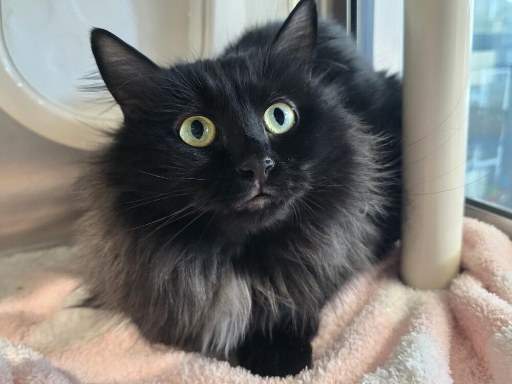 Enlarge Esmerelda, a Adoptable Domestic Long Hair in Wellington, KS image 3/3