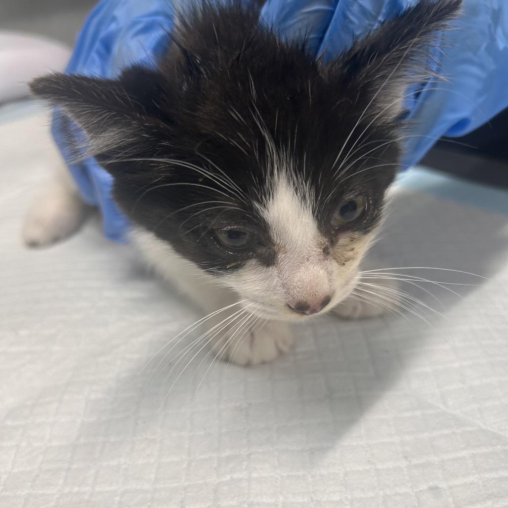 Sparkler, Adoptable, Kitten Male Domestic Short Hair.