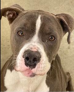 Brewster-So Happy and Sweet, Adult Male Pit Bull Terrier