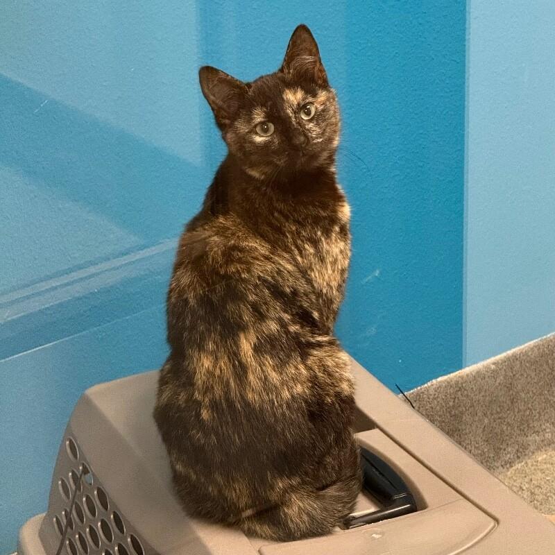 Super Glue, Adoptable, Adult Female Domestic Short Hair.