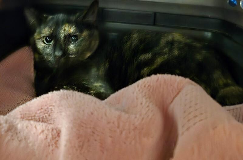 Enlarge Super Glue, a Adoptable Domestic Short Hair in Fort Collins, CO image 2/5