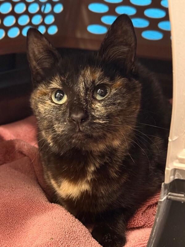 Enlarge Super Glue, a Adoptable Domestic Short Hair in Fort Collins, CO image 4/5