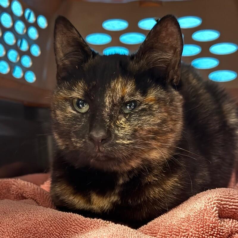 Enlarge Super Glue, a Adoptable Domestic Short Hair in Fort Collins, CO image 5/5