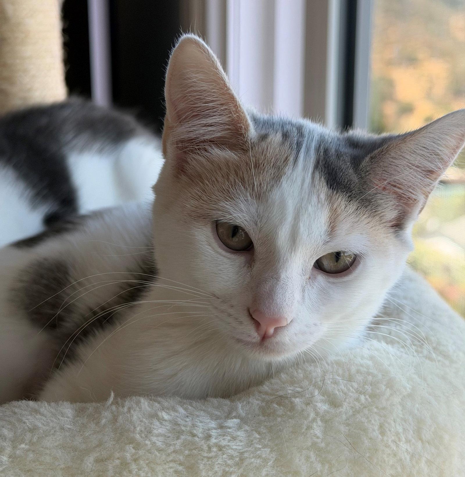 Enlarge Peninsula: Clara, a Adoptable Dilute Calico in Palo Alto, CA image 2/3