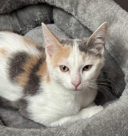 Enlarge Peninsula: Clara, a Adoptable Dilute Calico in Palo Alto, CA image 3/3