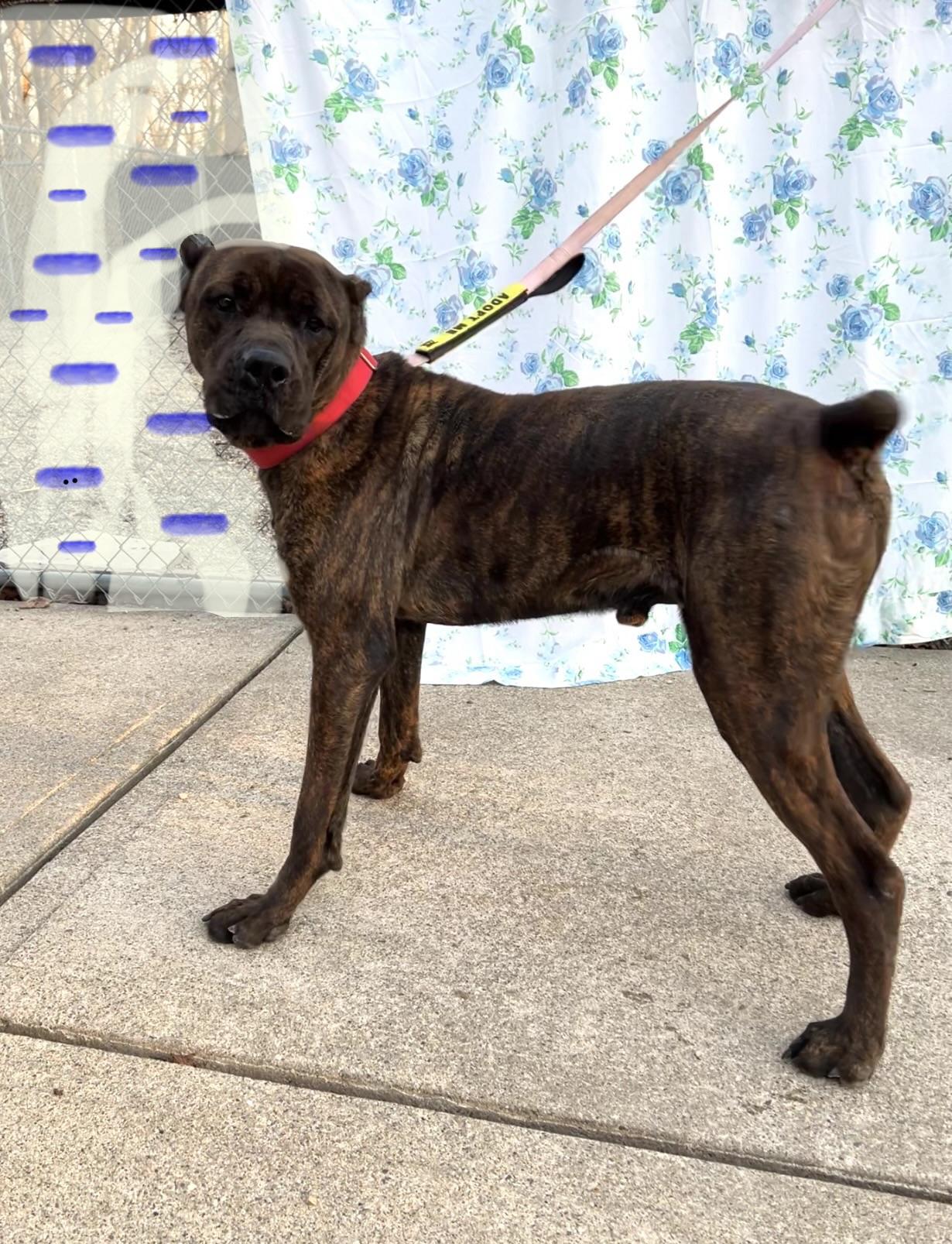 Enlarge Rufus, a ADOPTABLE mixed breed in Montville, NJ image 2/3