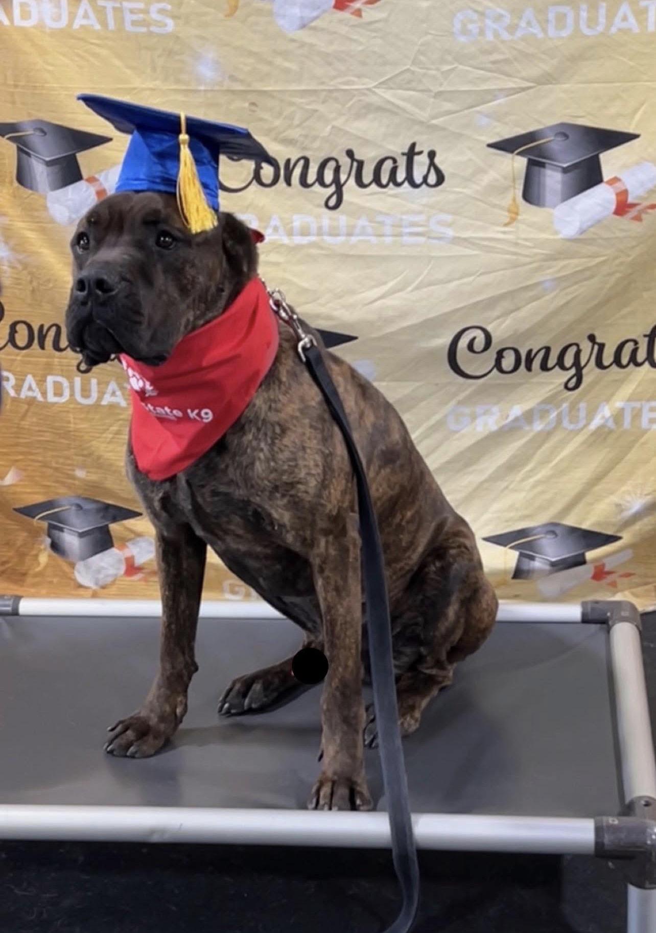 Rufus, ADOPTABLE, Adult Male Cane Corso & Presa Canario.
