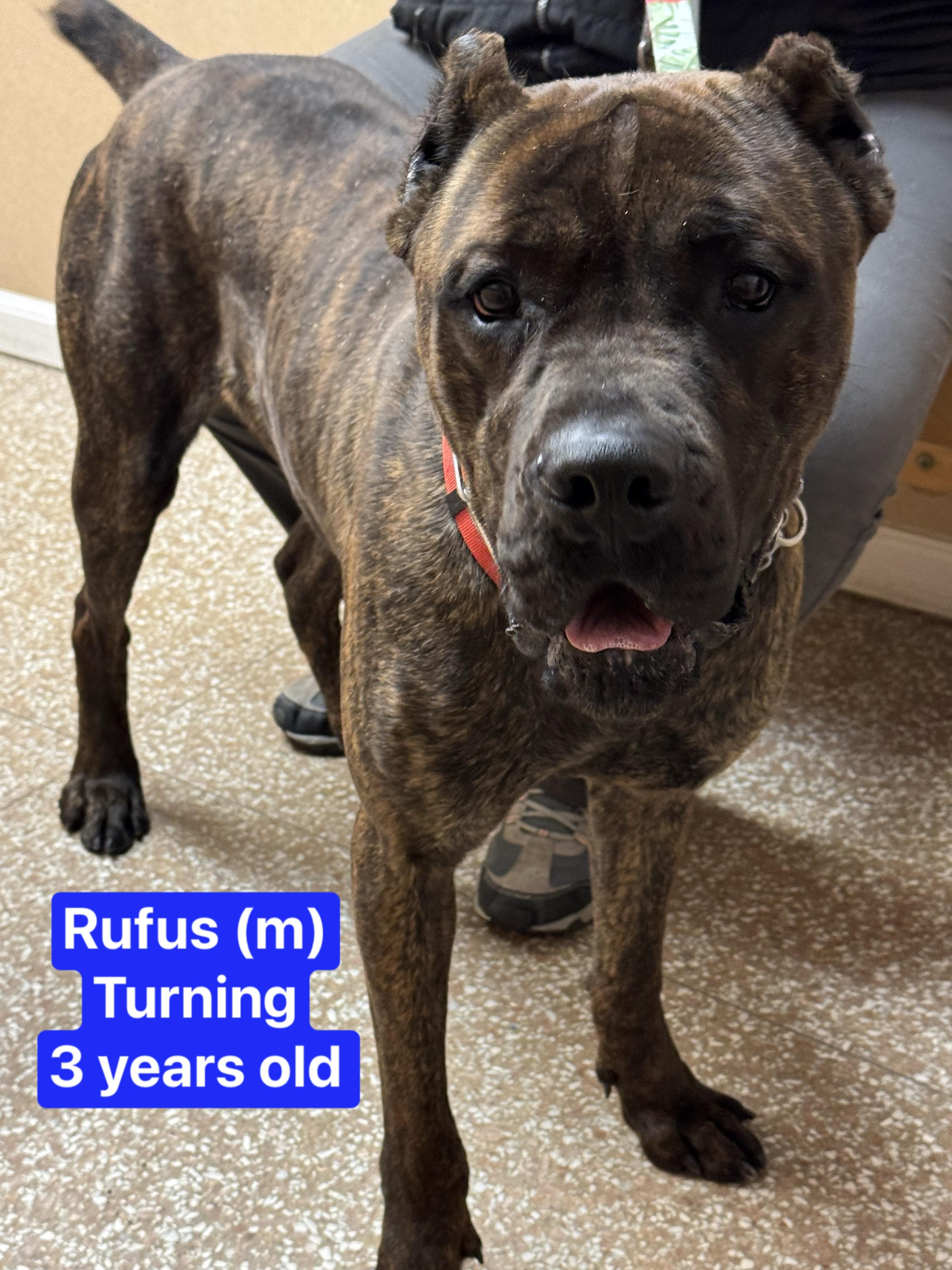 Enlarge Rufus, a ADOPTABLE Cane Corso in Montville, NJ image 1/2