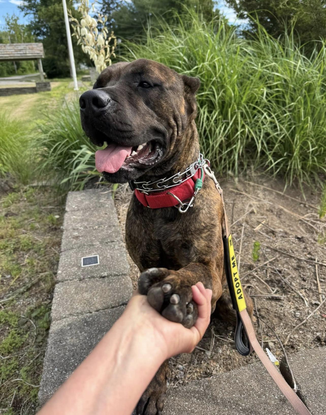 Rufus, a ADOPTABLE mixed breed in Montville, NJ image 5/6