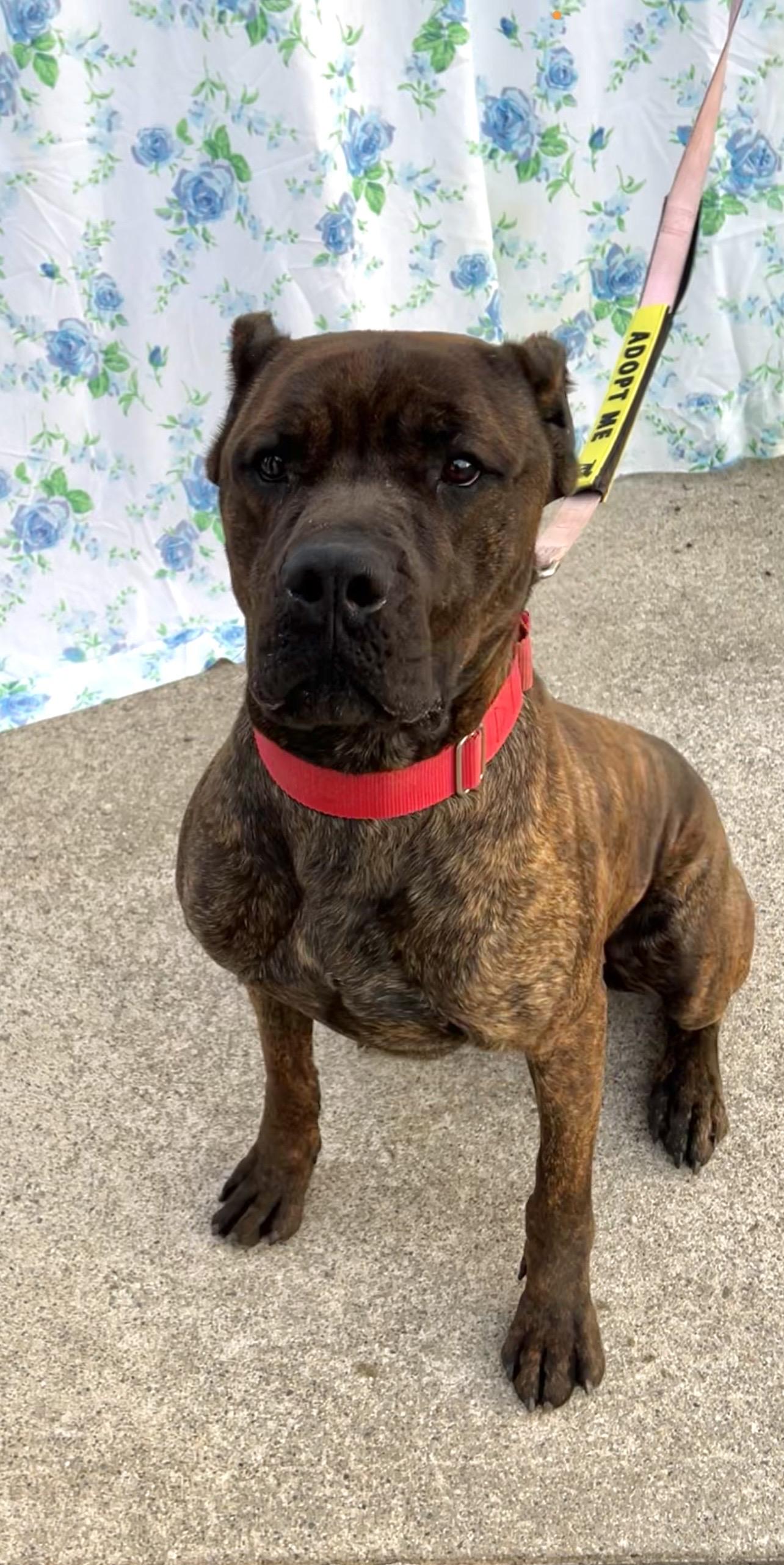 Enlarge Rufus, a ADOPTABLE mixed breed in Montville, NJ image 1/3