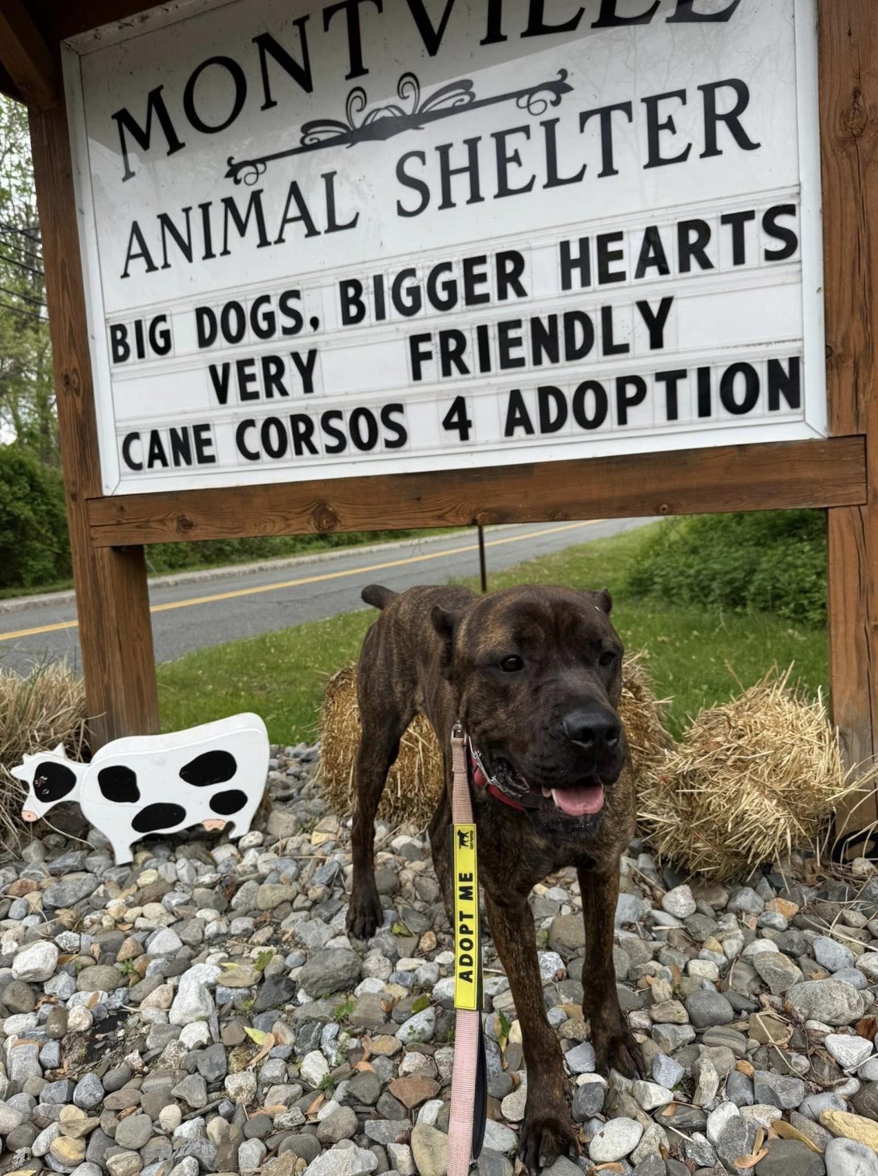 Rufus, a ADOPTABLE mixed breed in Montville, NJ image 4/6