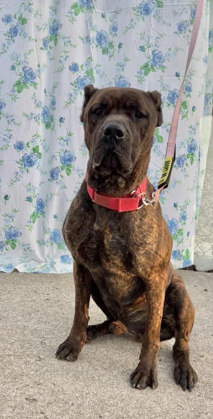 Enlarge Rufus, a ADOPTABLE mixed breed in Montville, NJ image 3/3