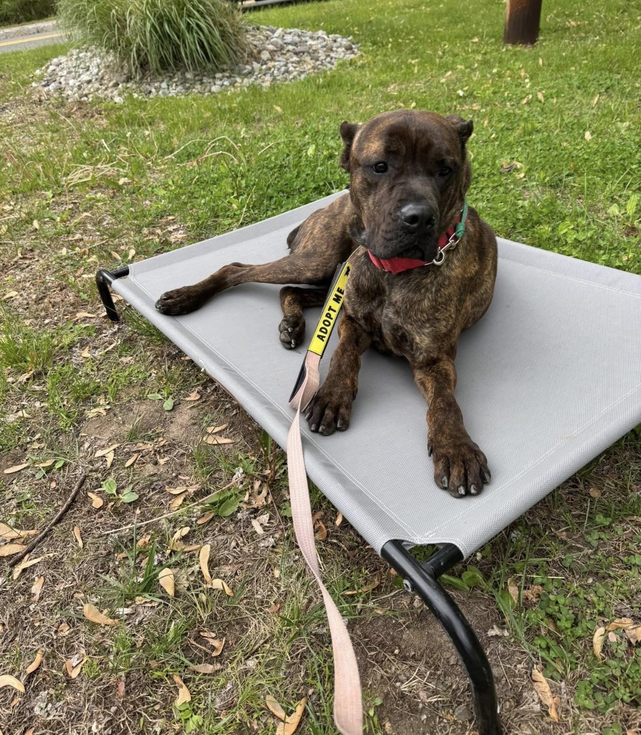Rufus, a ADOPTABLE mixed breed in Montville, NJ image 6/6