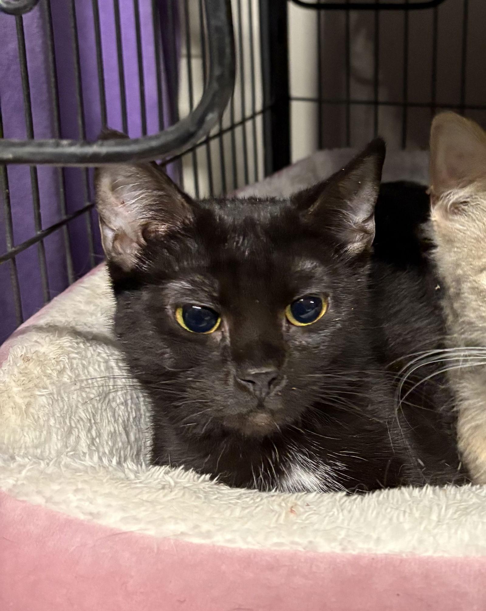 Munchkin  (th), Adoptable, Young Female Domestic Short Hair.