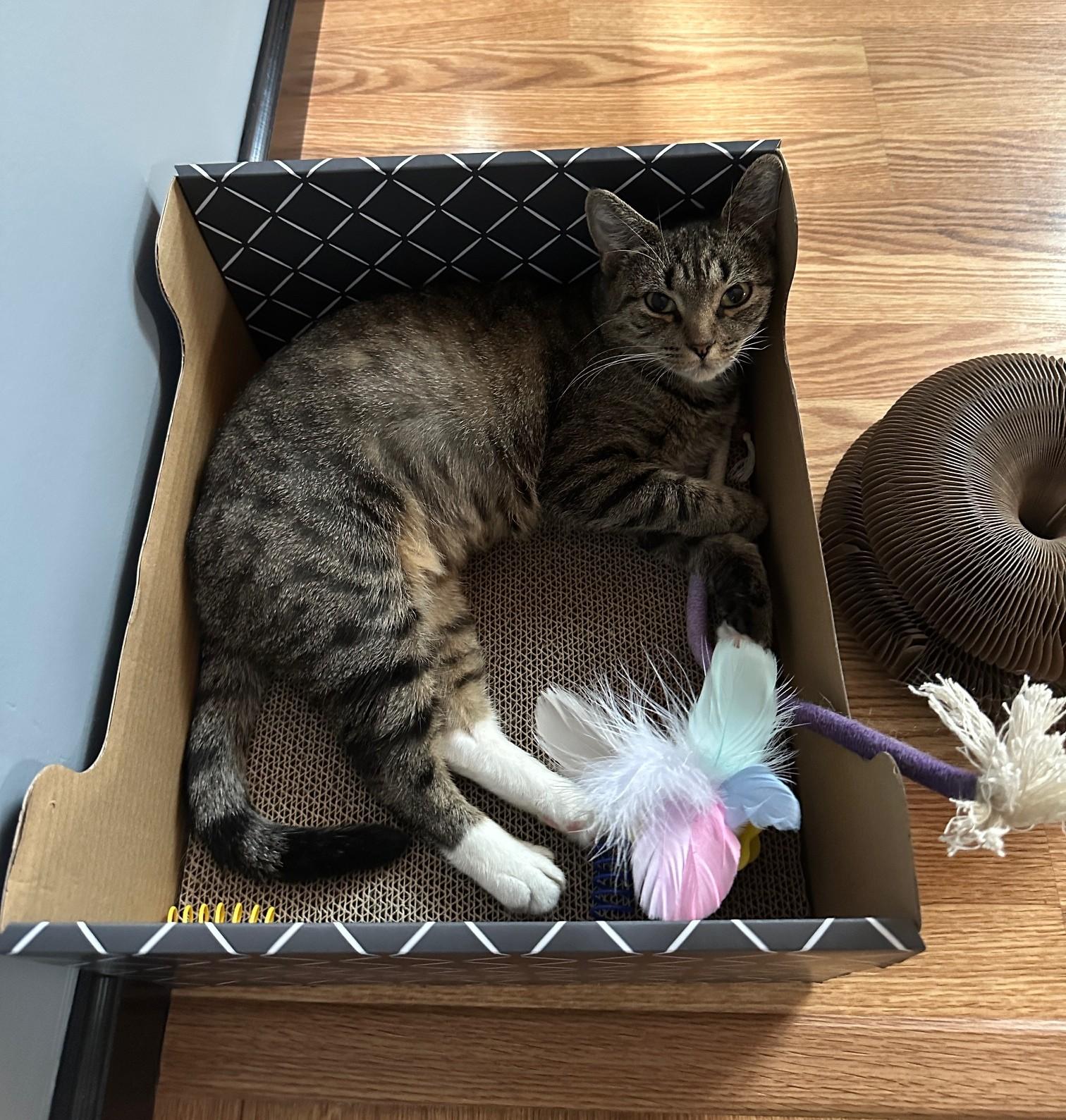 Angie - so sweet in foster care, Adoptable, Young Female Domestic Short Hair & Tabby.