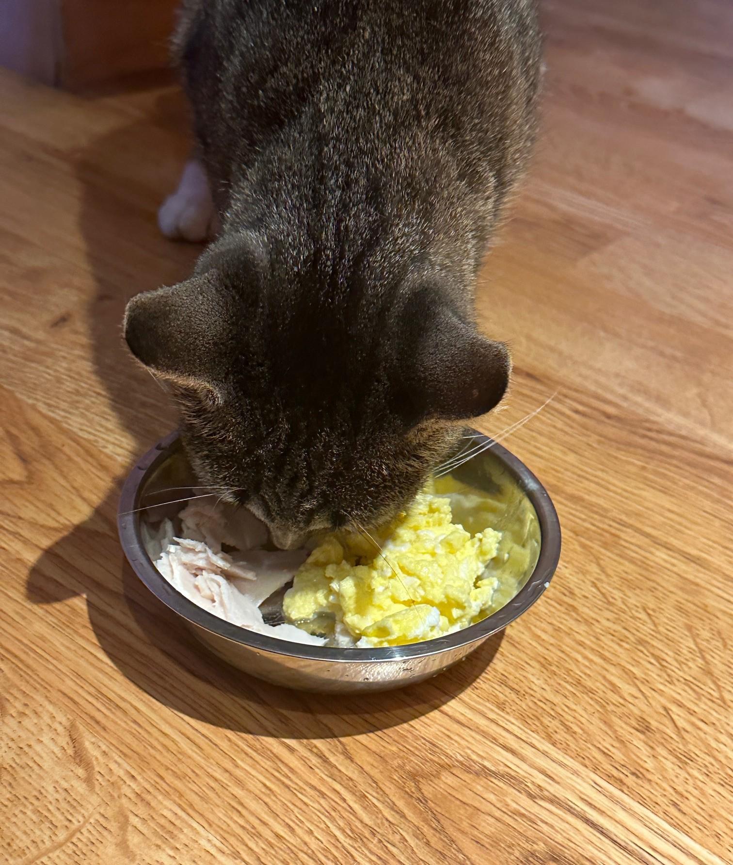 Enlarge Angie - so sweet in foster care, a Adoptable mixed breed in Randolph, NJ image 2/3