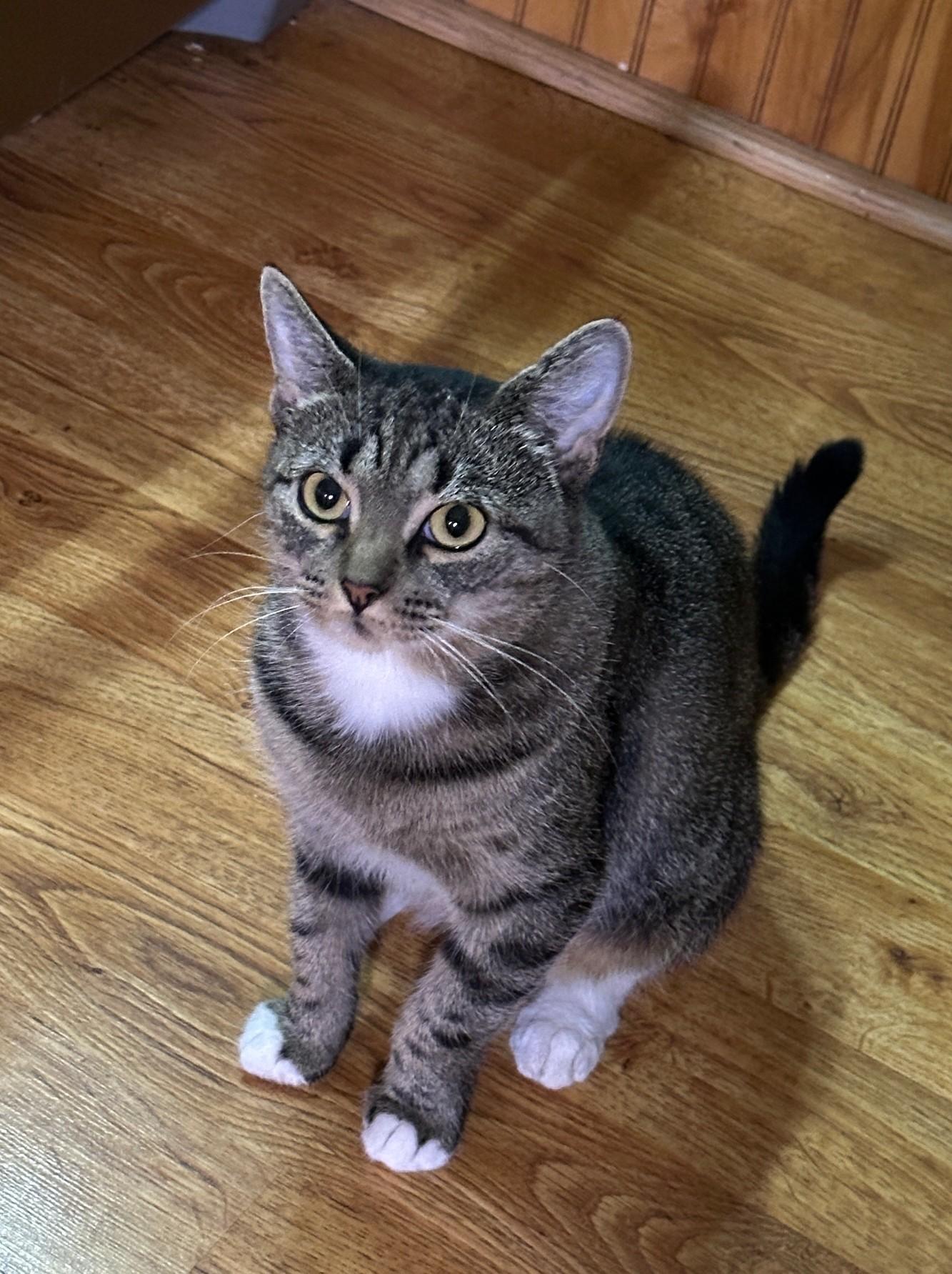 Enlarge Angie - so sweet in foster care, a Adoptable mixed breed in Randolph, NJ image 3/3