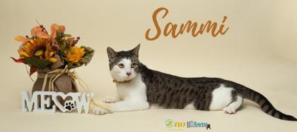 Sammi, Adoptable, Adult Female Domestic Short Hair & Domestic Short Hair.