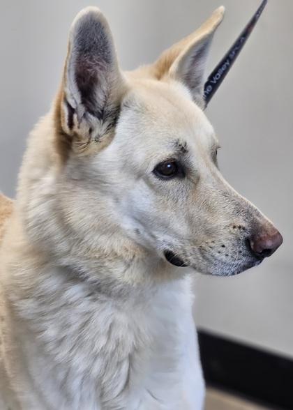 Rocky — thumbnail 2