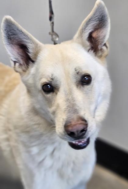 Rocky — thumbnail 3