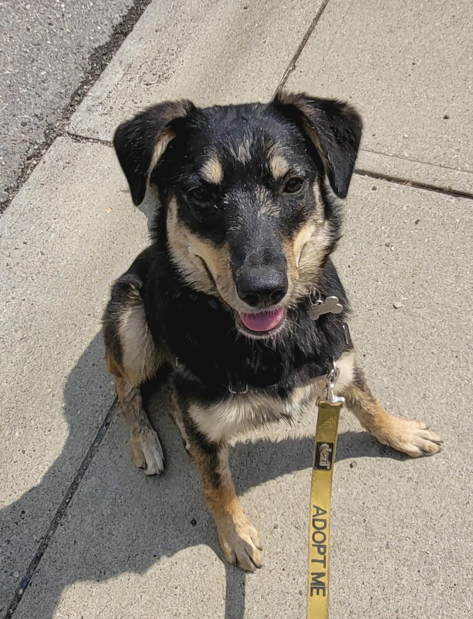 Zelda, Adoptable, Young Female German Shepherd Dog.