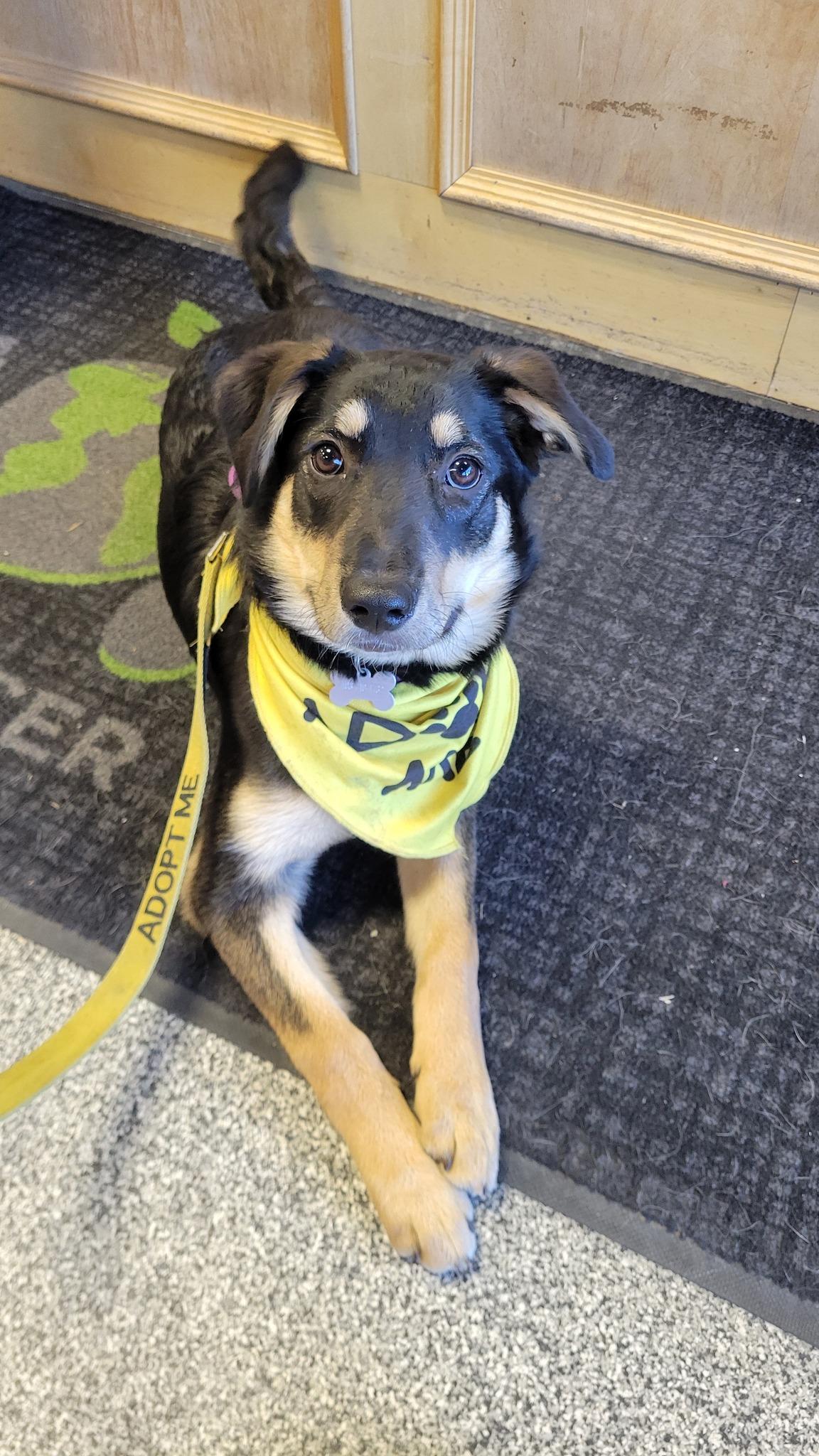 Enlarge Zelda, a Adoptable mixed breed in Calgary, AB image 2/5
