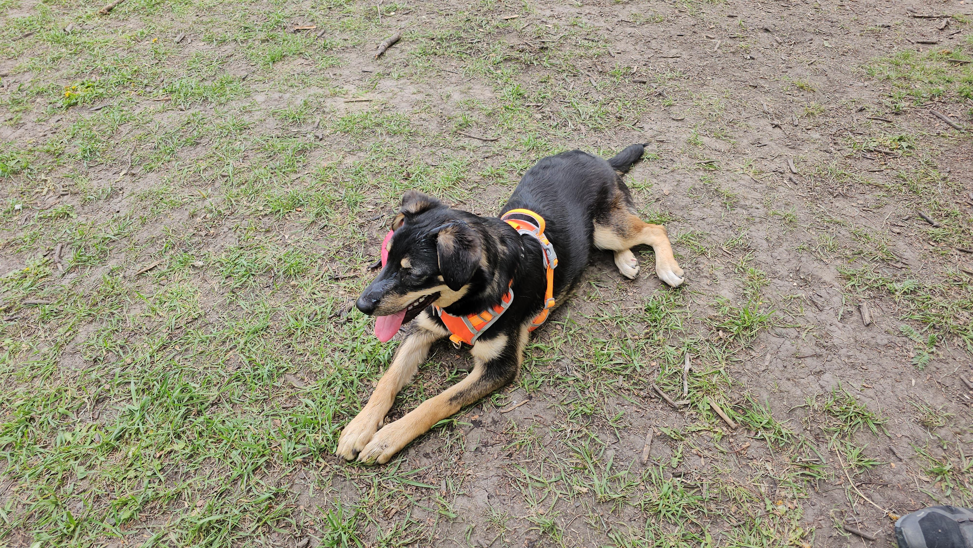 Enlarge Zelda, a Adoptable mixed breed in Calgary, AB image 3/5