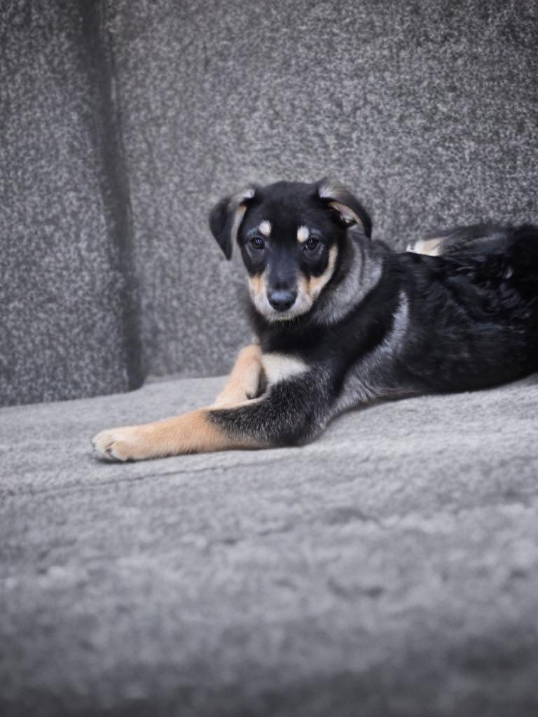 Enlarge Zelda, a Adoptable mixed breed in Calgary, AB image 4/5