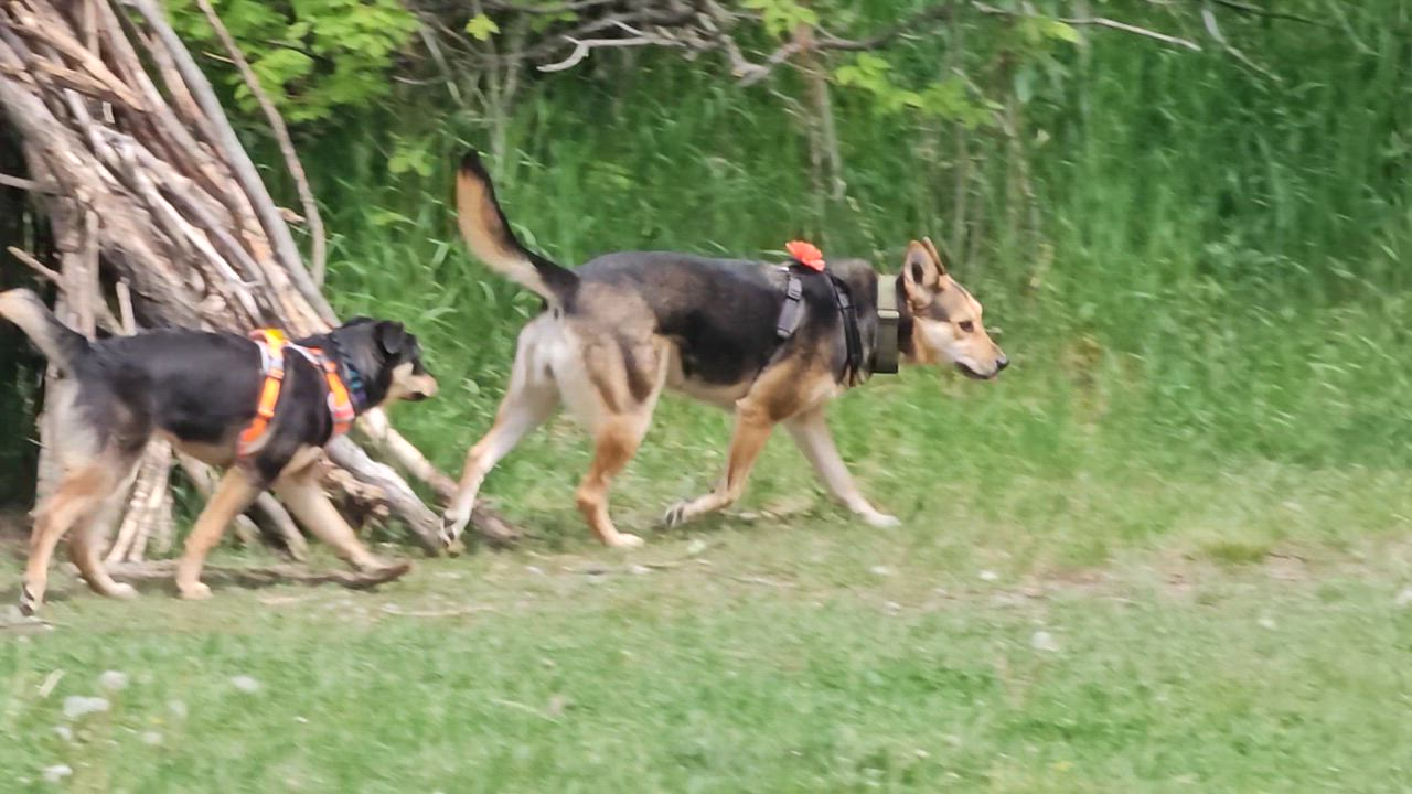 Enlarge Zelda, a Adoptable mixed breed in Calgary, AB video 5/5