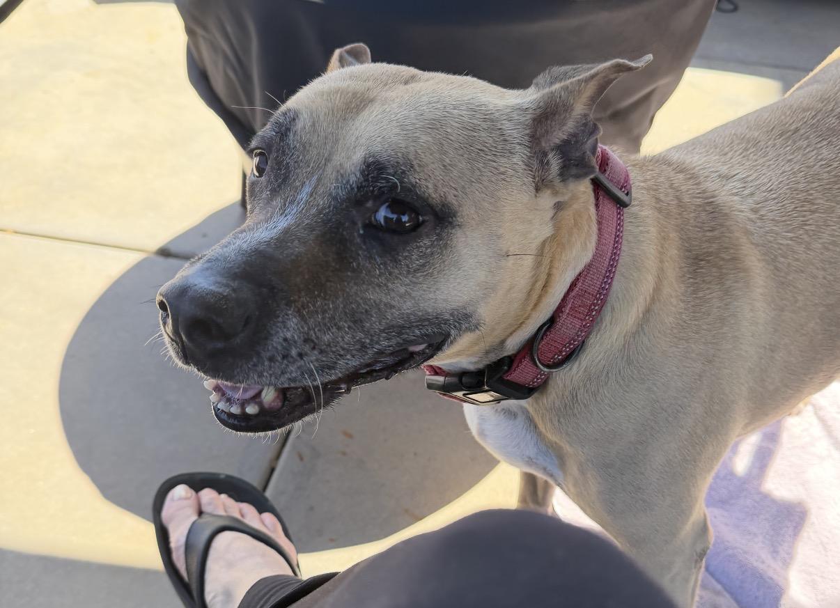 Enlarge Princess, a ADOPTABLE mixed breed in Huntington Beach, CA image 2/3