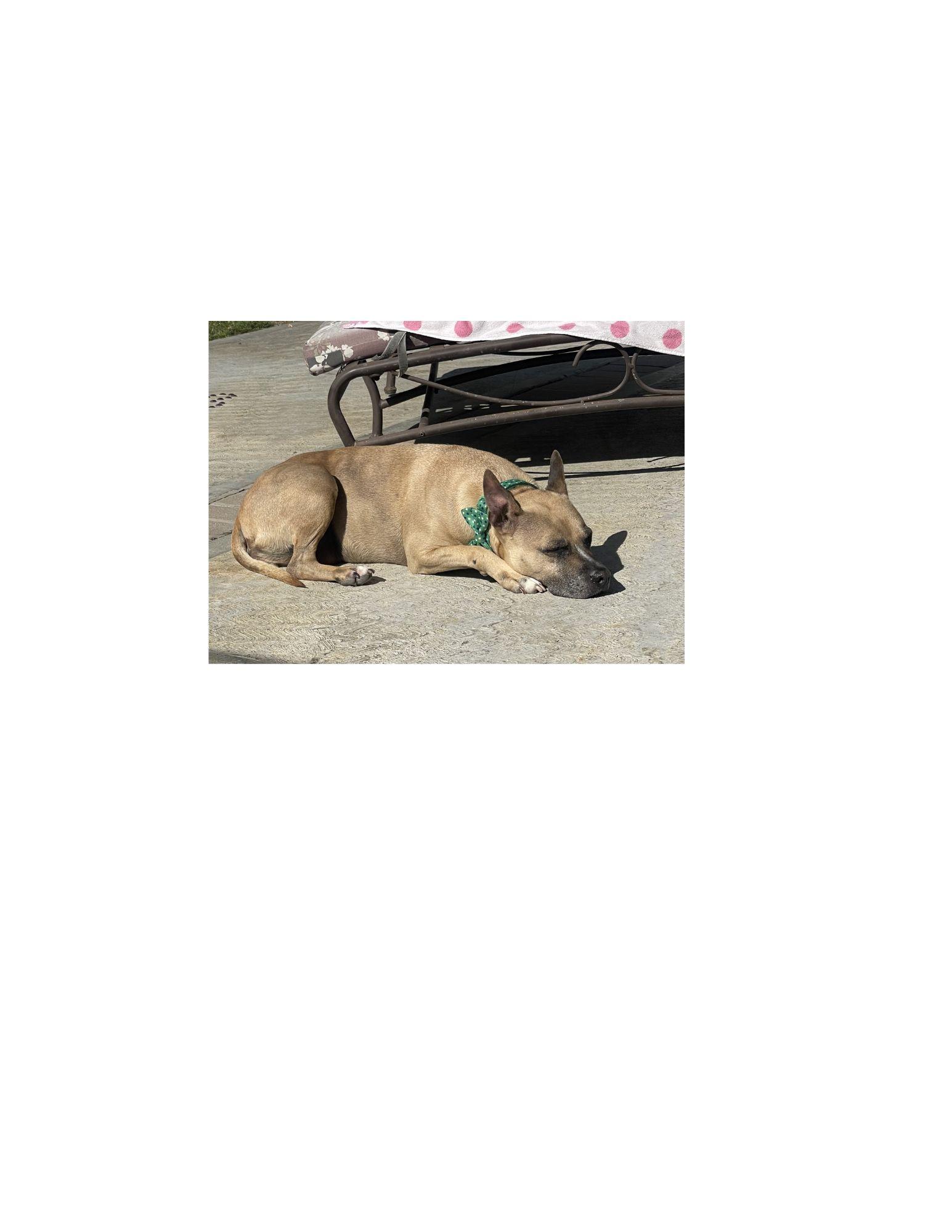 Enlarge Princess, a ADOPTABLE mixed breed in Huntington Beach, CA image 3/3