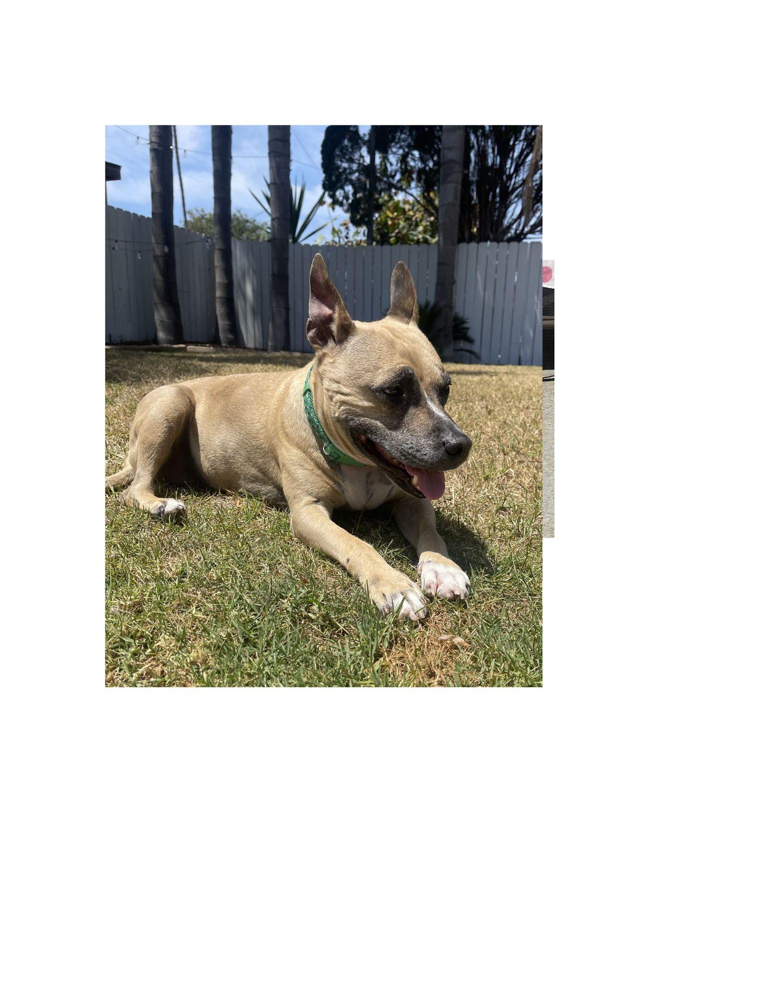 Princess, ADOPTABLE, Senior Female American Staffordshire Terrier.