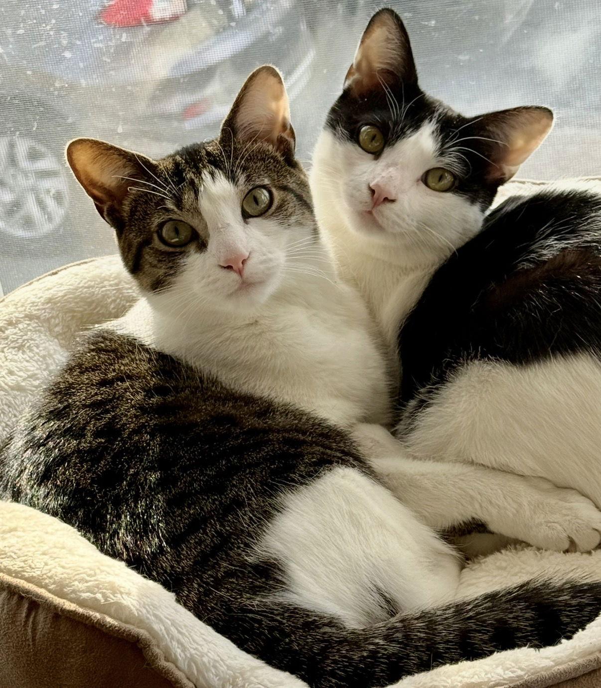 Enlarge Rain, a Adopted Domestic Short Hair in Newtown Square, PA image 3/3