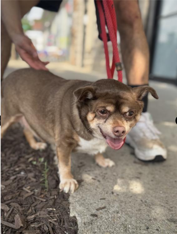 Copper, adopted, Adult Male Chihuahua & Pug.