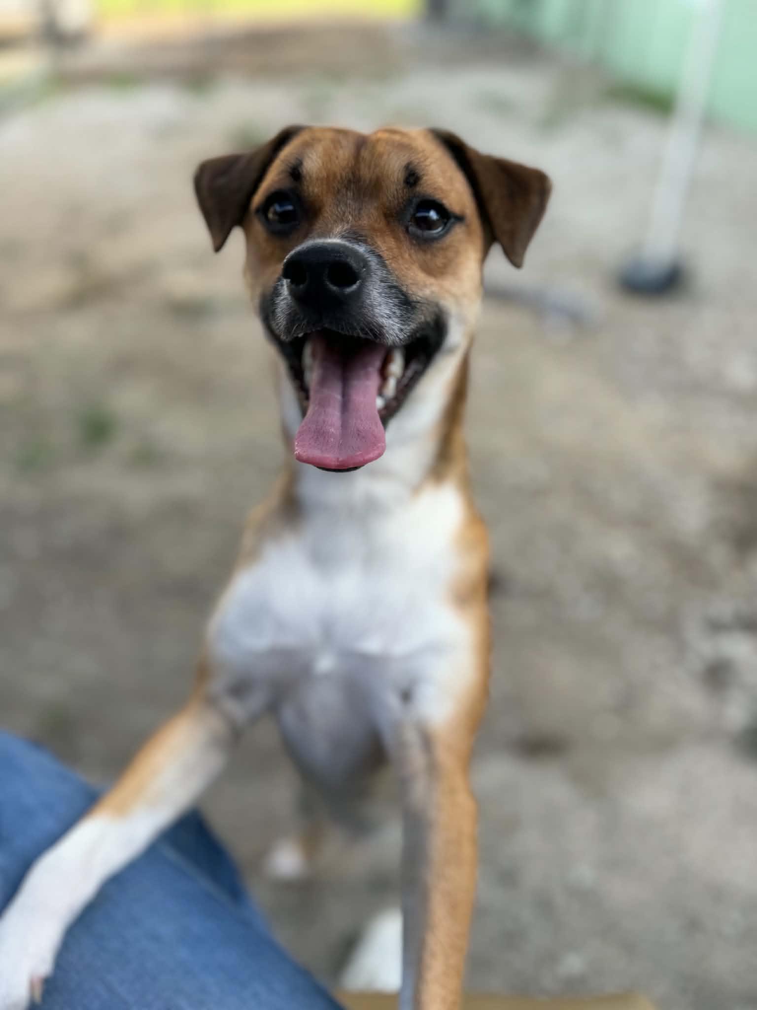 Enlarge Frankie, a Adoptable mixed breed in Atchison, KS image 1/1