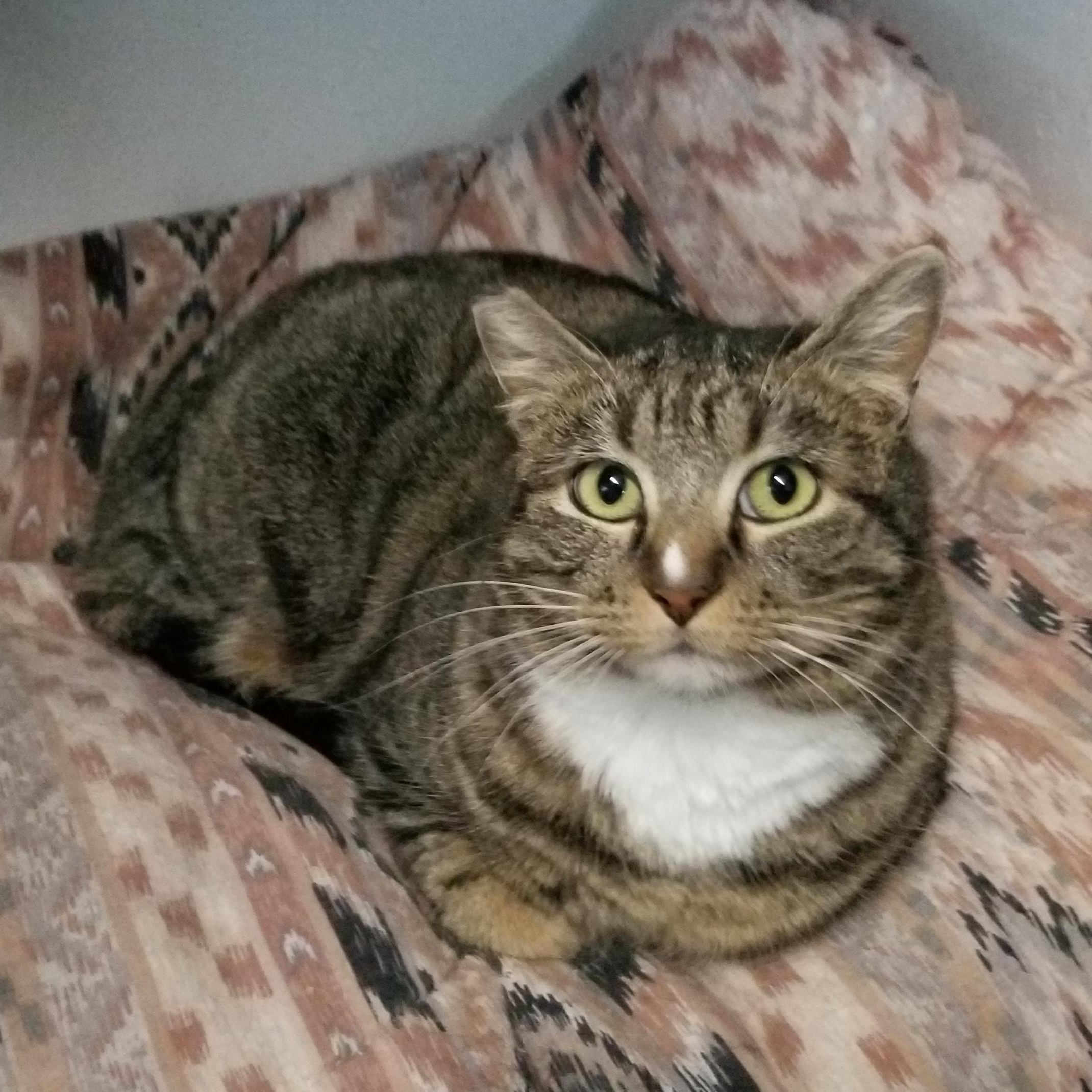 Possum, ADOPTABLE, Adult Female Domestic Short Hair & Tabby.