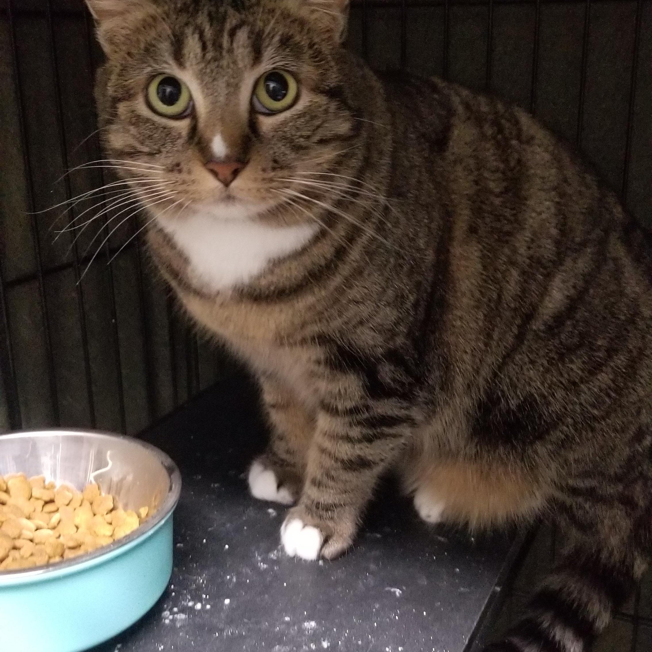 Enlarge Possum, a ADOPTABLE mixed breed in Cedaredge, CO image 2/4