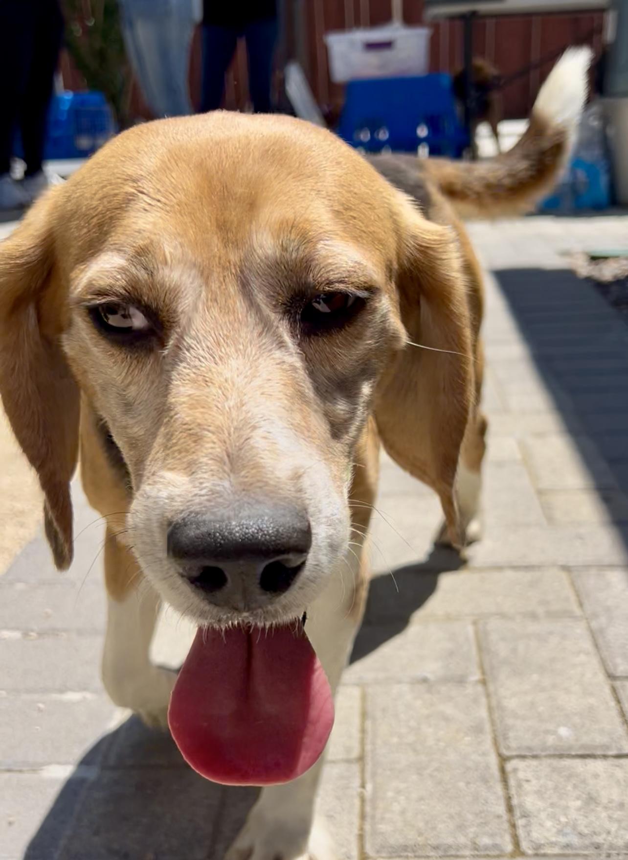 Enlarge Spenser, a Adopted Beagle in Anaheim, CA image 1/3