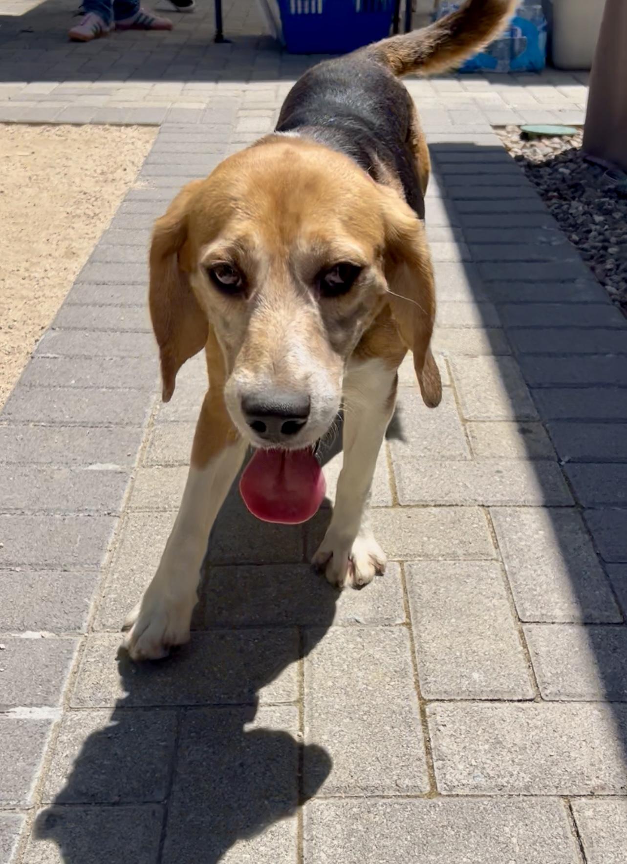 Enlarge Spenser, a Adopted Beagle in Anaheim, CA image 2/3
