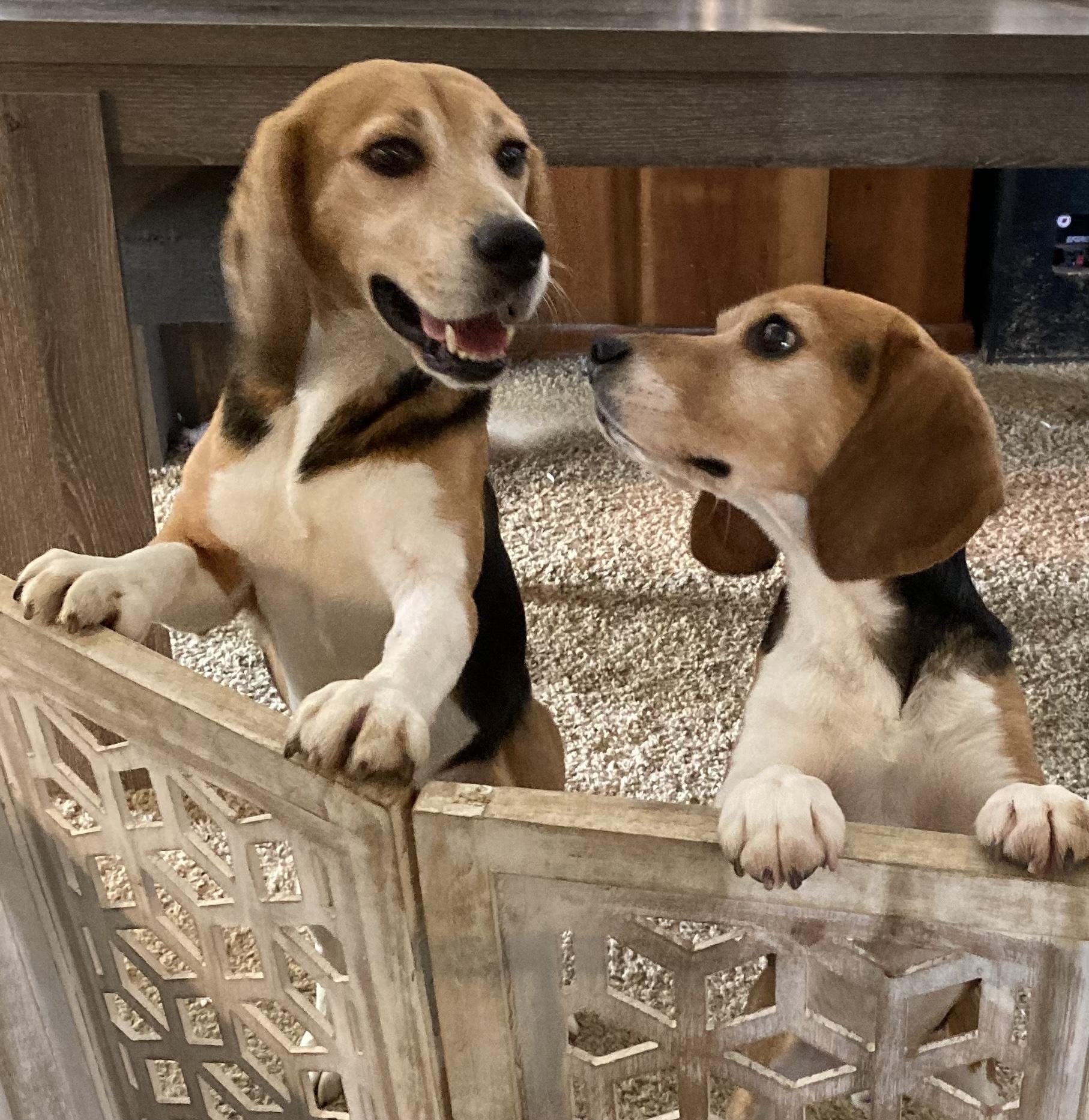 Enlarge Spenser, a Adopted Beagle in Anaheim, CA image 3/3