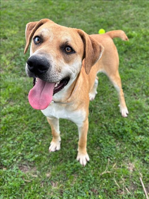 DONIVAN — thumbnail 3