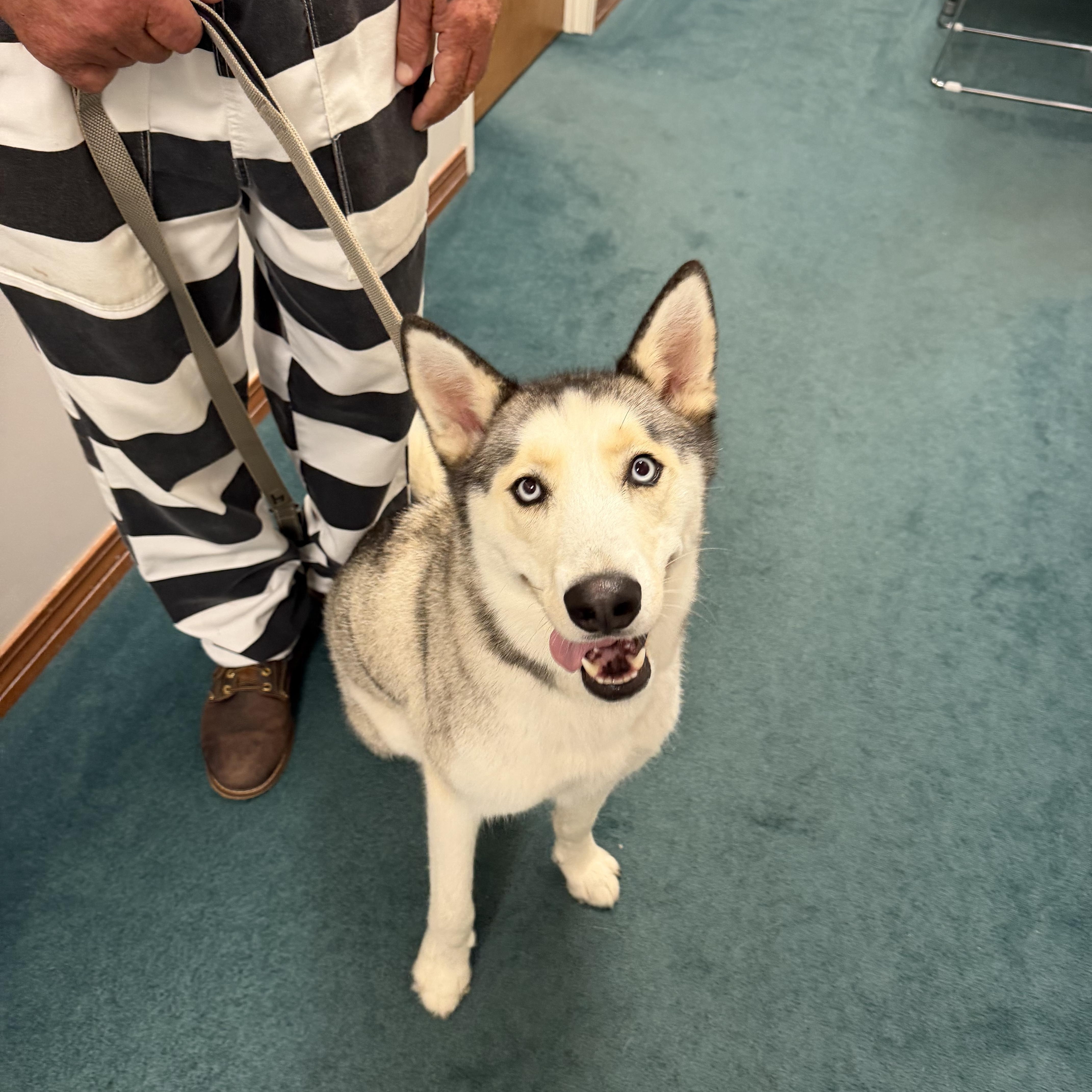 Enlarge Loki, a ADOPTABLE Husky in South Amboy, NJ image 1/3