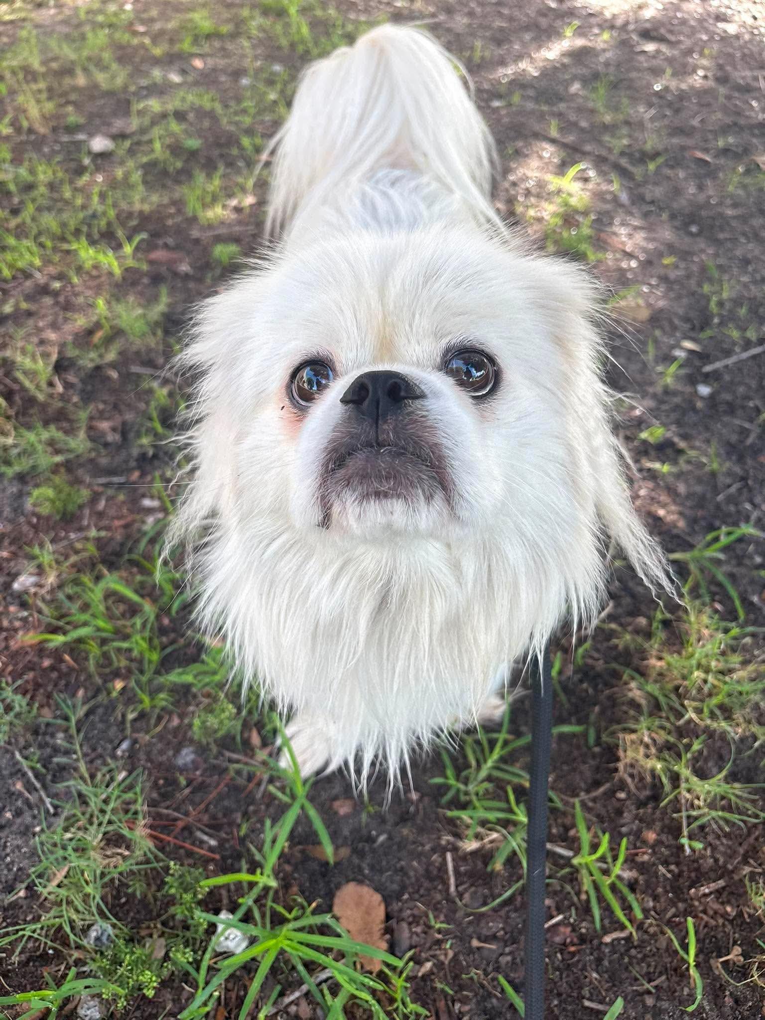 Marbles, adopted, Adult Male Mixed Breed.