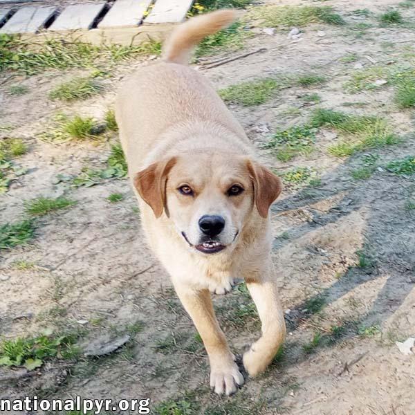 Tuff in LA - Gives Sweet Kisses!, an adoptable Great Pyrenees, Labrador Retriever in Alexandria, LA, 71301 | Photo Image 2