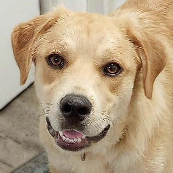 Tuff in LA - Gives Sweet Kisses!, an adoptable Great Pyrenees, Labrador Retriever in Alexandria, LA, 71301 | Photo Image 1