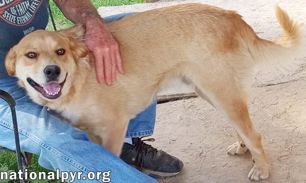 Enlarge Tuff in LA - Gives Sweet Kisses!, a Adoptable mixed breed in Alexandria, LA image 3/4