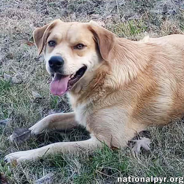 Tuff in LA - Gives Sweet Kisses!, Adoptable, Young Male Great Pyrenees & Labrador Retriever.